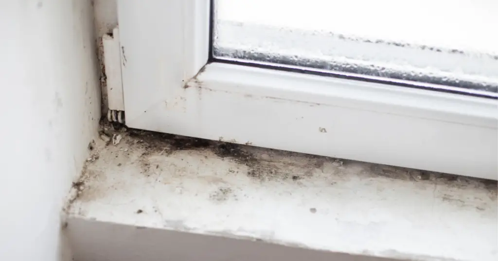 Mold on windowsill