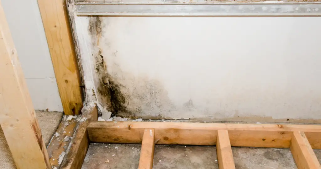 Mold behind framing after a water leak