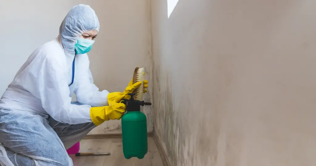 Spraying a cleaning agent on moldy wall