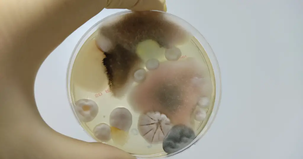 Many types of mold growing on petri dish