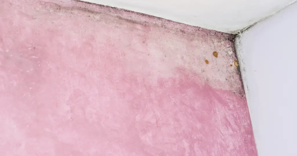 pink mold growing on sub floor