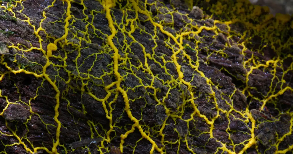 Yellow Slime mold