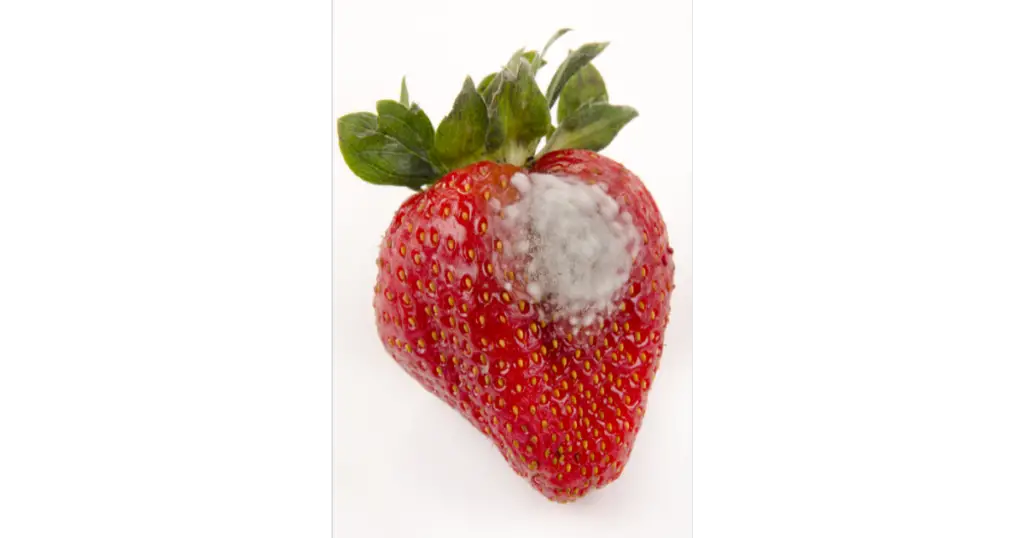 Mold on a strawberry