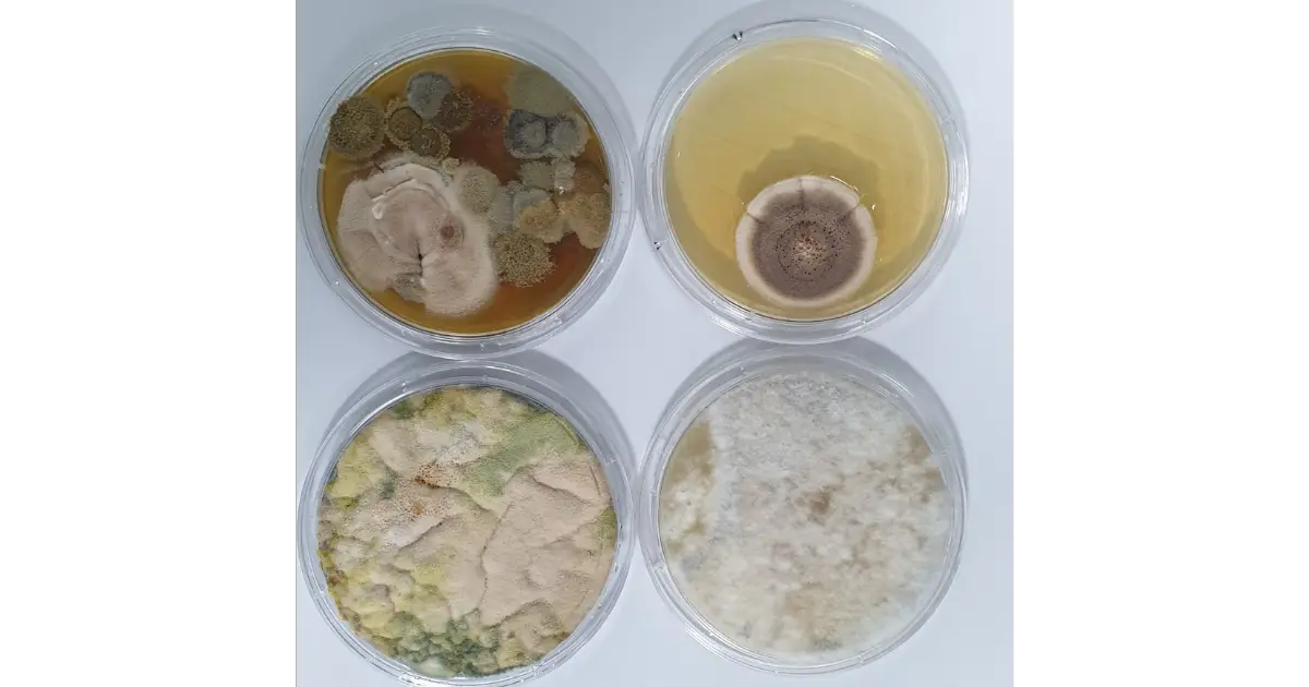Mold test with Various types of Mold