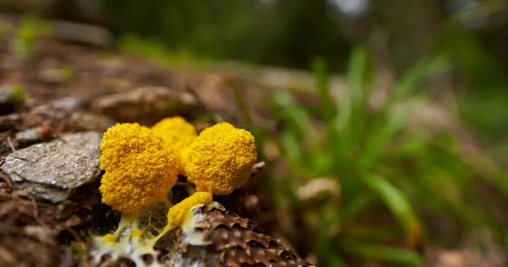 Yellow Mold Blooming on log