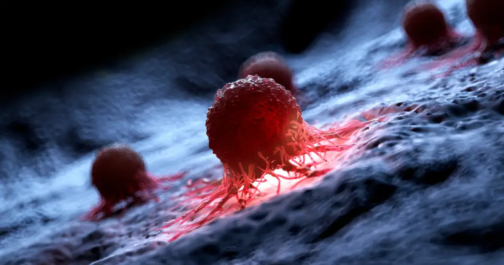 Cancer cell attaching to an organ