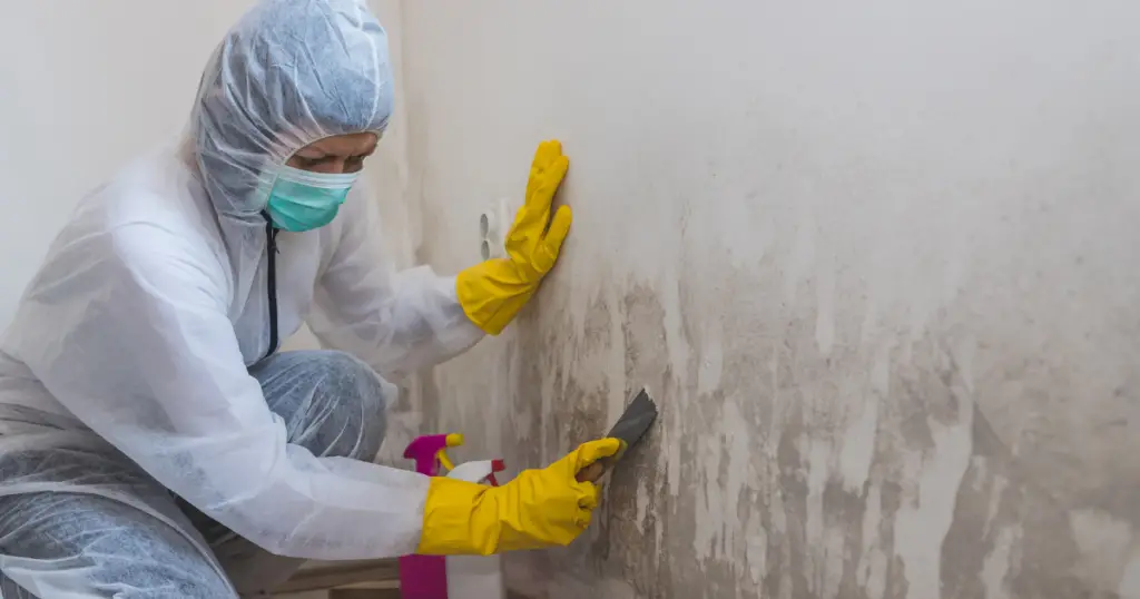 Cleaning Mold off wall