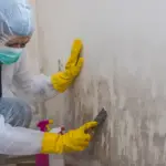 Cleaning Mold off wall