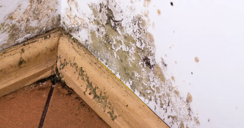 Mold above bawseboard