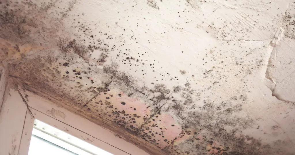 Mold near window