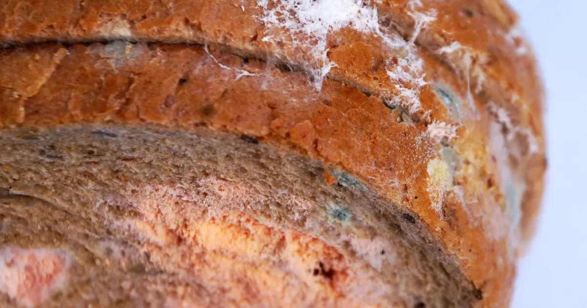 Pink Mold on Bread