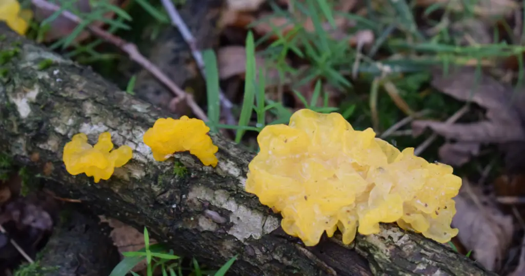 Yellow Mold on log