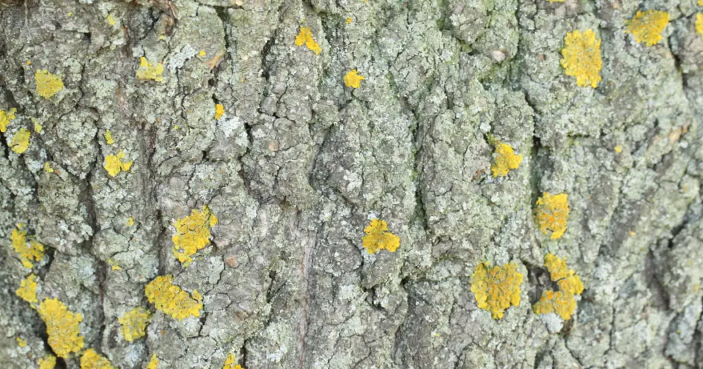 Yellow Mold on Tree Trunk