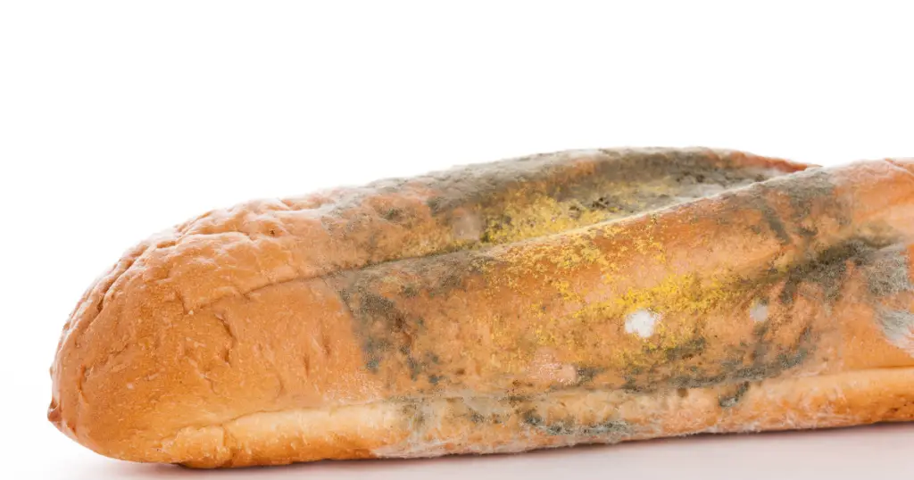 Brown Mold on Bread