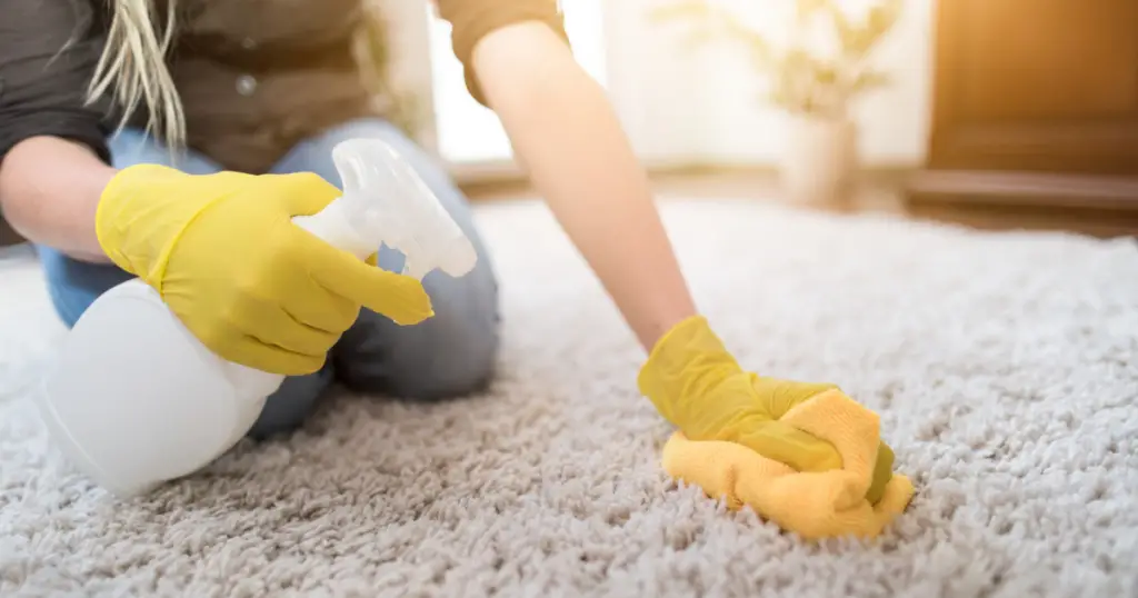 Spraying a carpet with cleaning solution