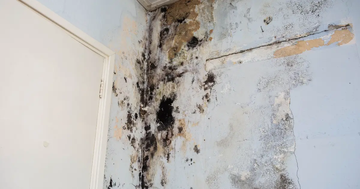 A Damaged Wall with Both Mold and Mildew growth