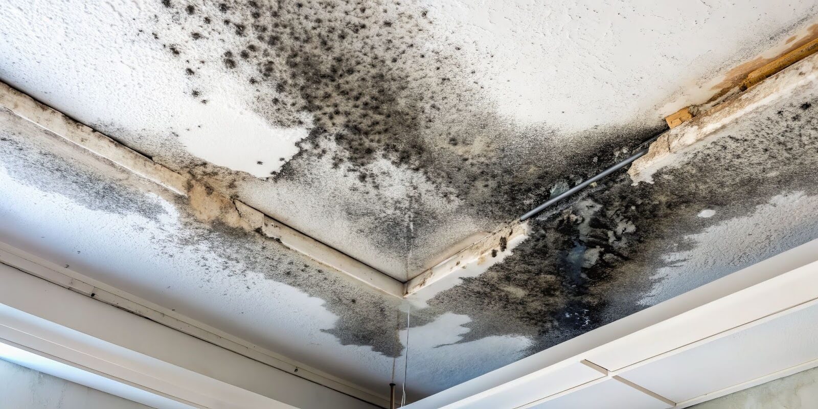 mold spreading on a ceiling