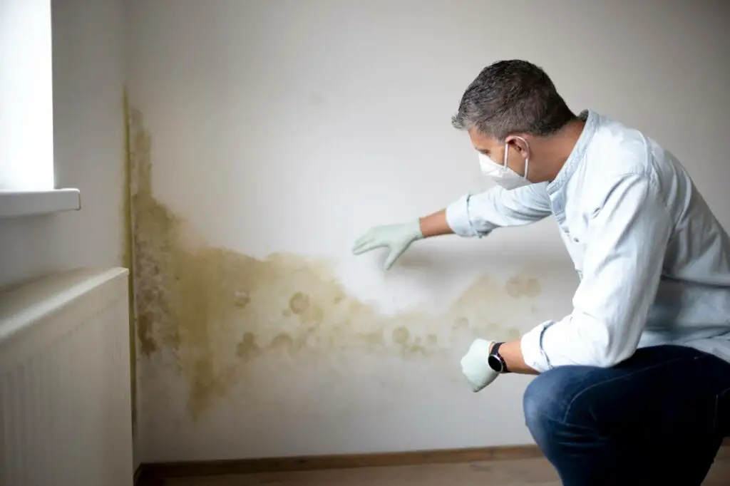 an expert inspects mold on a wall