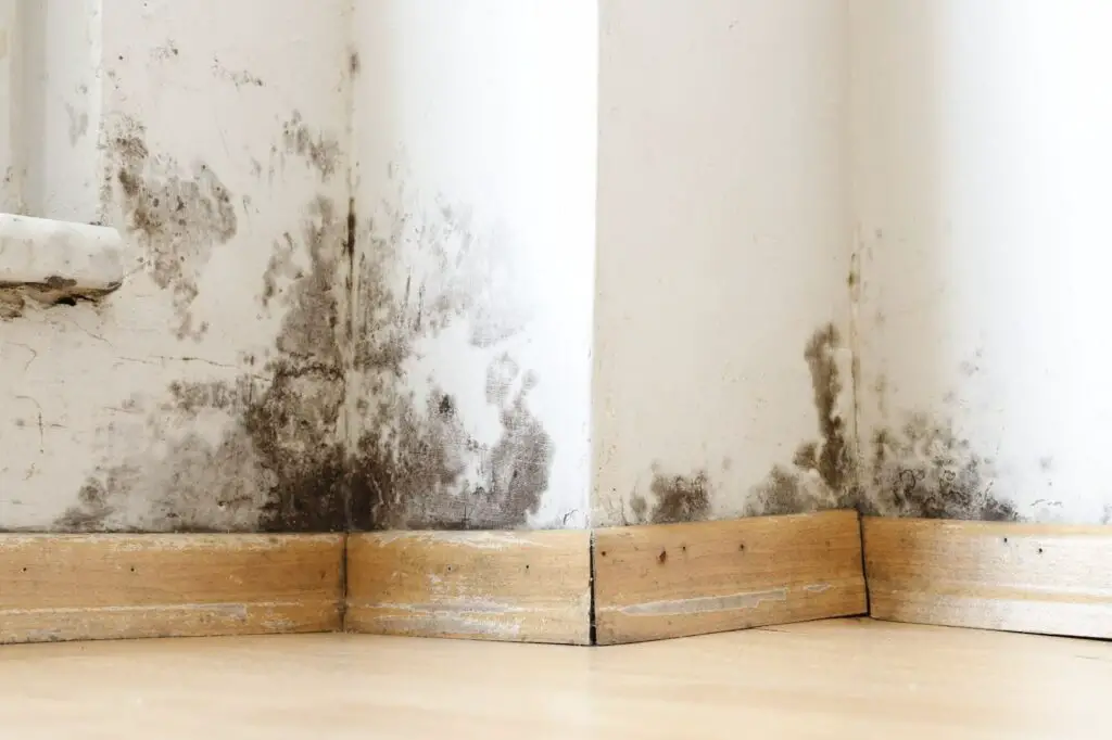 walls damaged by black mold and fungus